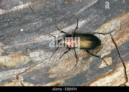 Pioggia beetle (Pterostichus cupreus, Poecilus cupreus), seduti su deadwood, Germania Foto Stock