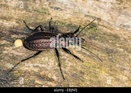 Campo di massa (coleottero Carabus granulatus), maschile seduto su deadwood, Germania Foto Stock