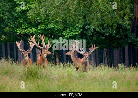 Il cervo (Cervus elaphus), gruppo di giovani cervi in un prato in corrispondenza di un bordo della foresta, in Germania, in Sassonia, montagne Erz Foto Stock