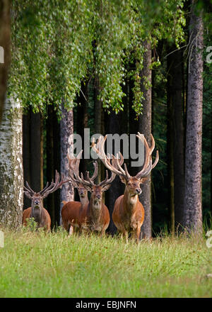 Il cervo (Cervus elaphus), gruppo di giovani cervi in un prato in corrispondenza di un bordo della foresta, in Germania, in Sassonia, montagne Erz Foto Stock