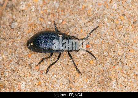 Tansy beetle (Galeruca tanaceti), seduto sulla sabbia, Germania Foto Stock