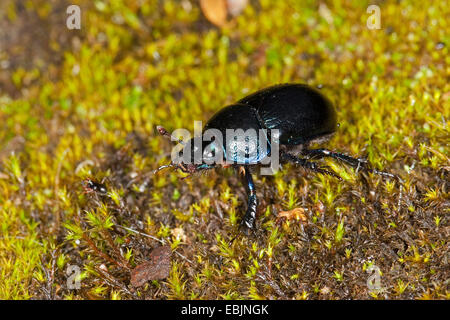 Comune di dor beetle (Anoplotrupes stercorosus, Geotrupes stercorosus), seduti su MOSS, Germania Foto Stock