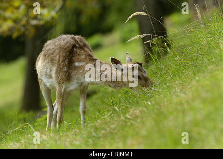 Daini (Dama Dama, Cervus dama), hind pascolo, Germania Foto Stock