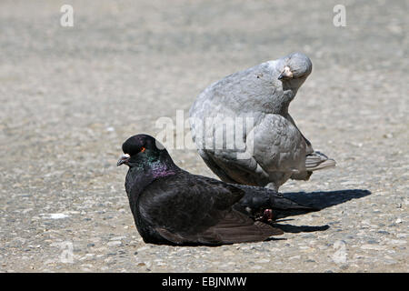 Modena pigeon (Columba livia f. domestica), piccione maschio guardando femmina Foto Stock