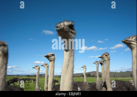 (Struzzo Struthio camelus), gregge di struzzi, Sud Africa, Western Cape, Oudtshoorn Foto Stock