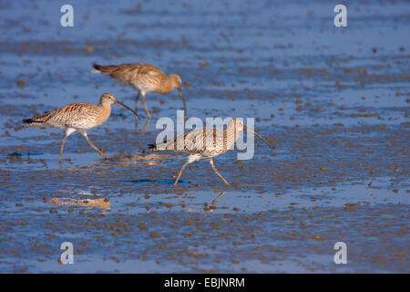 Western curlew (Numenius arquata), sui mangimi, Austria, Rheindelta NSG Foto Stock