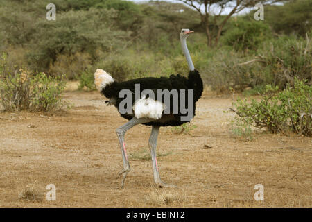 Struzzo somalo (Struthio camelus molybdophanes), passeggiate, Kenya, Samburu Riserva nazionale Foto Stock