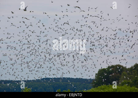 A testa nera (gabbiano Larus ridibundus, Chroicocephalus ridibundus), grande gregge battenti, Germania, Meclemburgo-Pomerania Occidentale Foto Stock