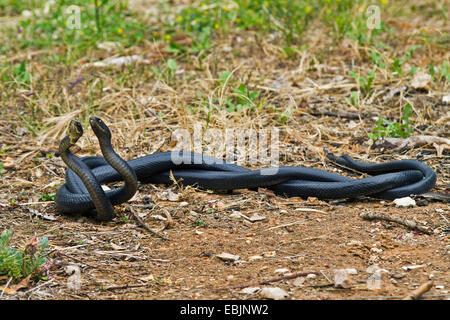 Unione frusta snake, dell'Europa occidentale frusta snake, verde scuro e whipsnake (Coluber viridiflavus, Hierophis viridiflavus carbonarius), commento combattimenti, Croazia, Istria Foto Stock