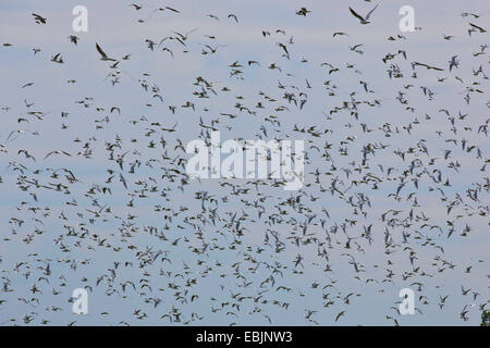 A testa nera (gabbiano Larus ridibundus, Chroicocephalus ridibundus), grande gregge battenti, Germania, Meclemburgo-Pomerania Occidentale Foto Stock