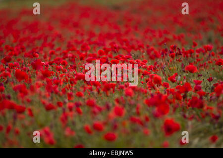 Comune di papavero, mais, papavero rosso papavero (Papaver rhoeas), campo di papavero, in Germania, in Baviera Foto Stock