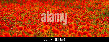 Comune di papavero, mais, papavero rosso papavero (Papaver rhoeas), campo di papavero in controluce, in Germania, in Baviera Foto Stock