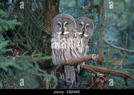 Grande grigio allocco (Strix nebulosa), seduto su un ramo Foto Stock