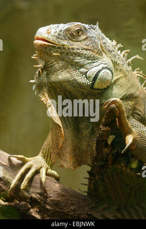 Iguana verde, comune (iguana Iguana iguana), seduto su un ramo, Thailandia Foto Stock