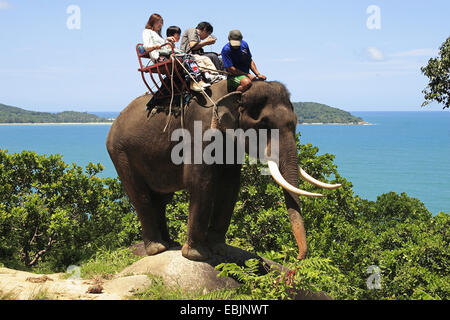 Elefante asiatico, elefante Asiatico (Elephas maximus), turistico a cavallo di un elefante, Thailandia Phuket Foto Stock