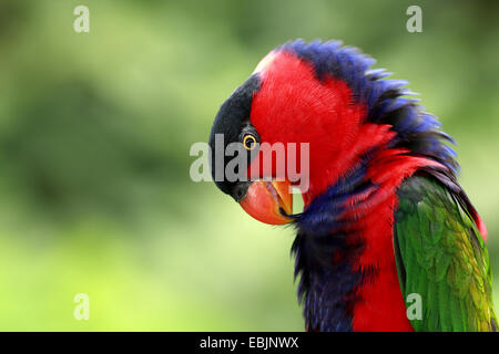 Nero-capped lory (Lorius lory), preening Foto Stock