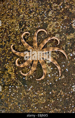 Stella di mare nel Golfo di Thailandia, Vietnam Phu Quoc Foto Stock