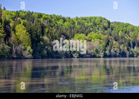 Floodplain forest al fiume Inn in primavera, in Germania, in Baviera, Wassserburg Foto Stock