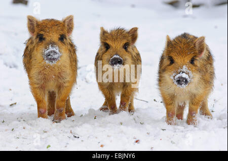 Il cinghiale, maiale, il cinghiale (Sus scrofa), tre shotes in piedi nella neve, Germania, Bassa Sassonia Foto Stock