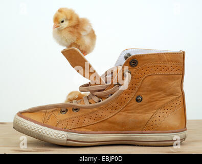 Galli e galline (Gallus gallus f. domestica), arrampicata su una scarpa Foto Stock