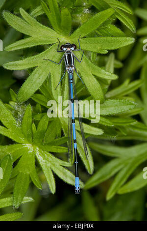 Coenagrion comune, azure damselfly (Coenagrion puella), maschio sulla foglia, Germania Foto Stock