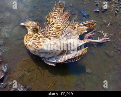 Il fagiano comune, Caucaso, Fagiano Fagiano caucasico (Phasianus colchicus), morto fagiano hen giacente in una pendenza, Germania Foto Stock