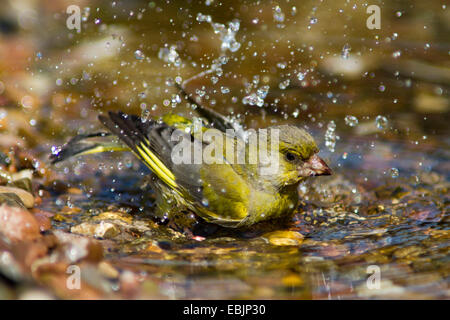 Western verdone (Carduelis chloris), maschio di balneazione in acque poco profonde, Germania, Meclemburgo-Pomerania Occidentale Foto Stock