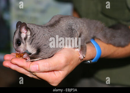 Sugar glider (Petaurus breviceps), seduto su un lato di alimentare Foto Stock