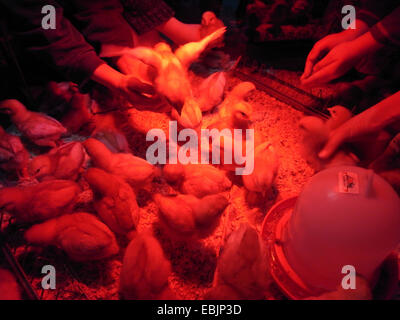 Galli e galline (Gallus gallus f. domestica), pollo sotto una lampada a infrarossi circondato e sorvegliato da bambini, Germania Foto Stock