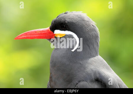 Inca tern (Larosterna inca), ritratto, vista laterale Foto Stock