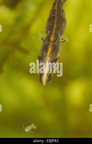 Pike, northern luccio (Esox lucius), i capretti in agguato per ciclope Foto Stock