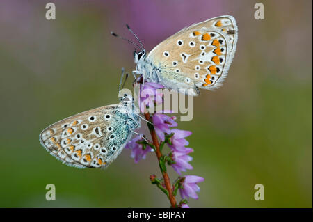 Comune (blu Polyommatus icarus), due farfalle seduta a heather, Germania, Bassa Sassonia Foto Stock