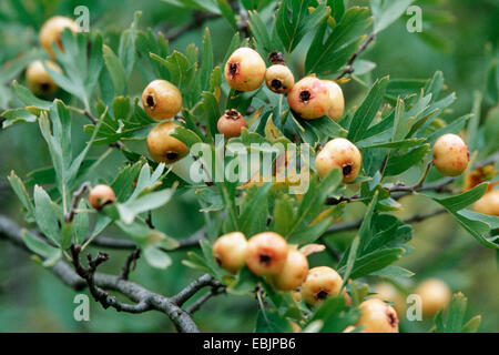 Azarole biancospino (Crataegus azarolus), la fruttificazione Foto Stock