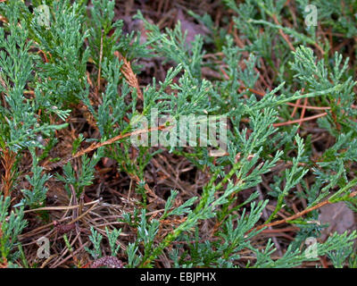 Tappeto blu ginepro, ginepro strisciante, striscianti cedro (Juniperus horizontalis), rami di forma selvatica Foto Stock