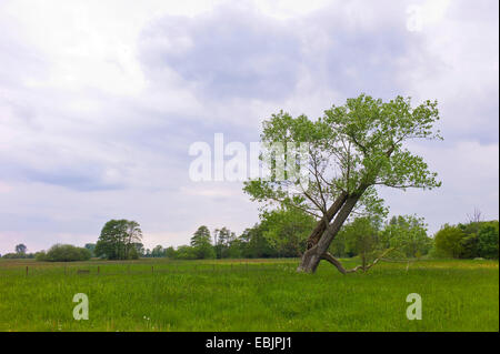 Aspen, Pioppo (Populus spec.), albero singolo in un prato, Germania, Bassa Sassonia, Fischerhude Foto Stock