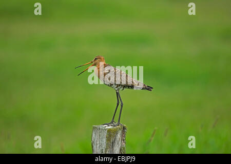 Nero-tailed godwit (Limosa limosa), seduto su un palo da recinzione chiamando, Germania Foto Stock