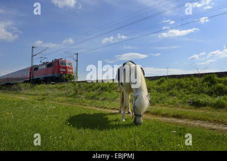 Islandese cavallo, cavallo islandese, Islanda pony (Equus przewalskii f. caballus), il pascolo in un prato, treno passa in background, Germania Foto Stock