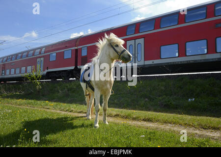 Islandese cavallo, cavallo islandese, Islanda pony (Equus przewalskii f. caballus), stando in piedi in un prato, treno passa in background, Germania Foto Stock