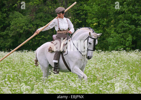 Cavallo andaluso (Equus przewalskii f. caballus), al lavoro garrocha Foto Stock