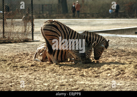 Damara-Zebra (Equus quagga antiquorum, Equus quagga damara), allo zoo, in piedi Foto Stock