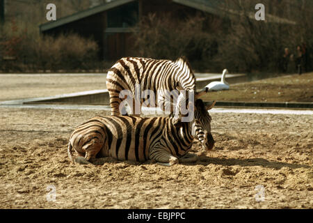 Damara-Zebra (Equus quagga antiquorum, Equus quagga damara), allo zoo Foto Stock