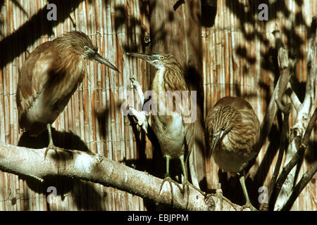 Sgarza ciuffetto (Ardeola ralloides), in una voliera Foto Stock