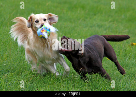 Golden Retriever (Canis lupus f. familiaris), e Labrador giocando insieme Foto Stock