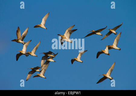 Western curlew (Numenius arquata), gregge, Svizzera, Sankt Gallen Foto Stock