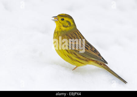 Zigolo giallo (Emberiza citrinella), seduto sulla neve alimentazione su un kernel, Germania, Bassa Sassonia Foto Stock