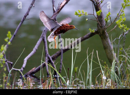 Ruff (Philomachus pugnax), maschio battenti, Norvegia, Troms Foto Stock