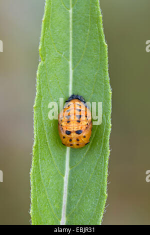 Sette-spot coccinella, sevenspot coccinella, 7-spot ladybird (Coccinella septempunctata), pupa su una foglia, Germania, Schleswig-Holstein, Naturschutzgebiet Reher Kratt Foto Stock