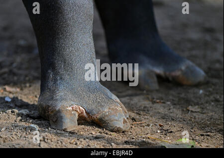 Il tapiro asiatico: la malese, il tapiro (Tapirus indicus), zoccoli Foto Stock