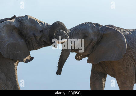 Due elefanti africani combattimenti, il Parco Nazionale di Etosha, Namibia Foto Stock