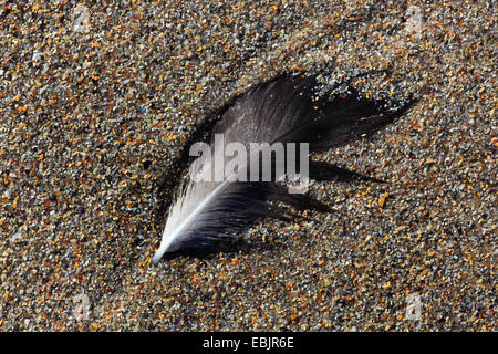 Giù sulla spiaggia sabbiosa, Regno Unito, Scozia Foto Stock